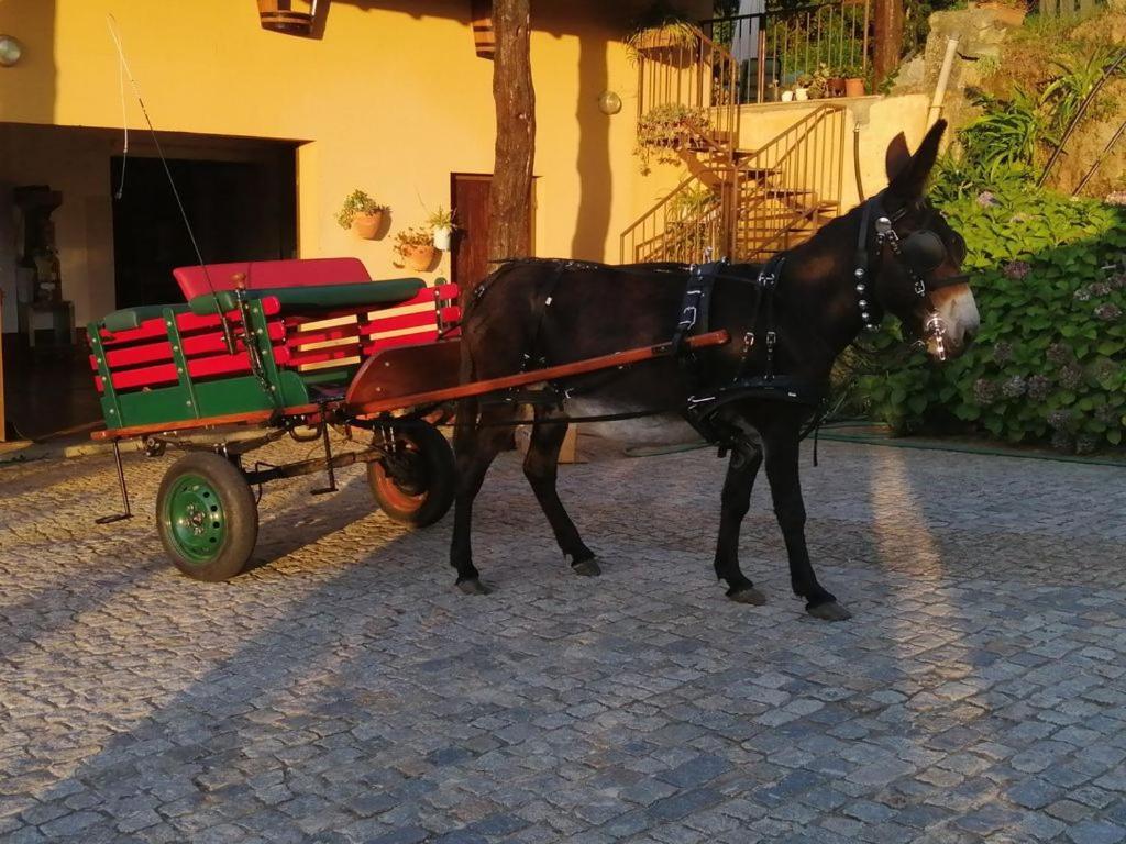 Quinta De Carcavelos Agroturismo E Enoturismo Celorico De Basto Buitenkant foto