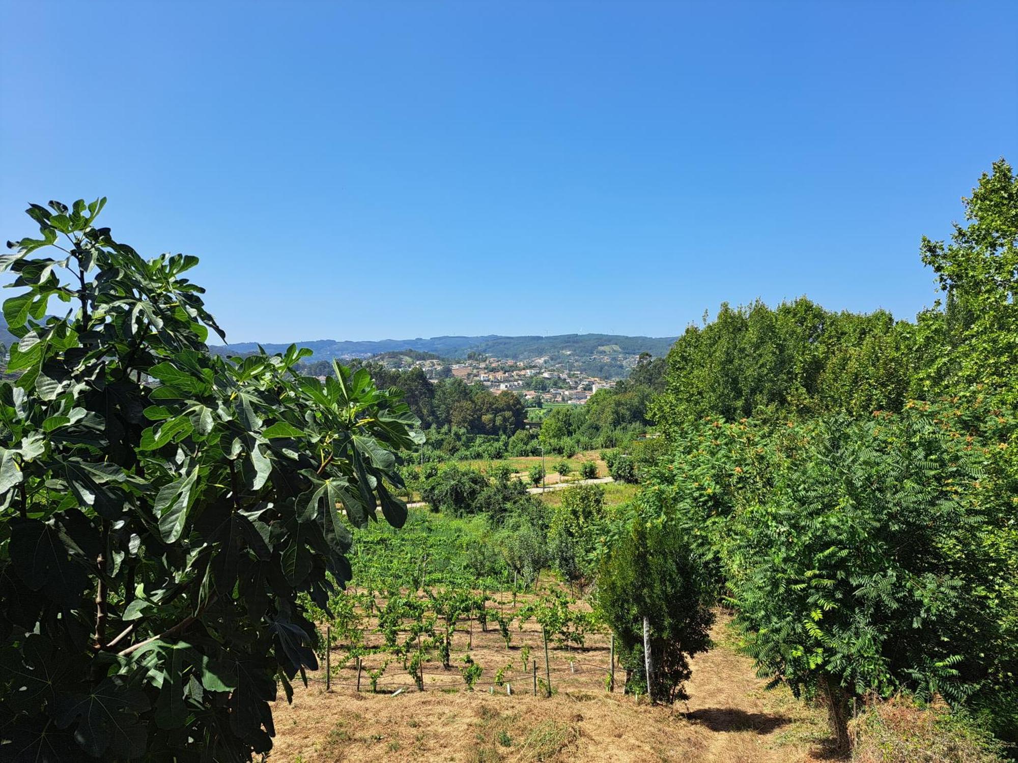 Quinta De Carcavelos Agroturismo E Enoturismo Celorico De Basto Buitenkant foto